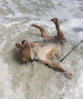 Burt Dogg