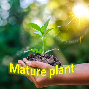 Mature plant artwork