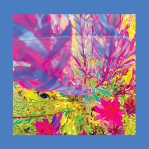 The Reds, Pinks and Purples – 'The Past is a Garden I Never Fed