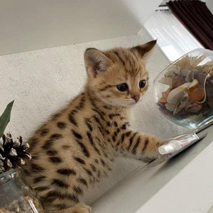 Écouter "Viva la mamma" de Edoardo Bennato