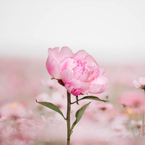 Écouter "Roses" de Amor Melina