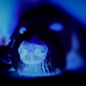 Schizoid Fantasy EP