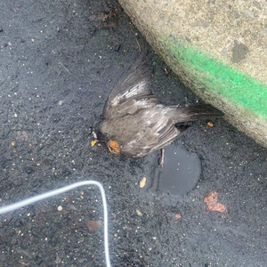 1babybirdnest