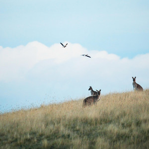 Écouter "Blossom" de Jimblah