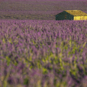Écouter "Ravel Variation (Arr. for Violin & Piano after Pavane pour une infante défunte, M. 19 by Ketan & Vivan Bhatti)" de Maurice Ravel
