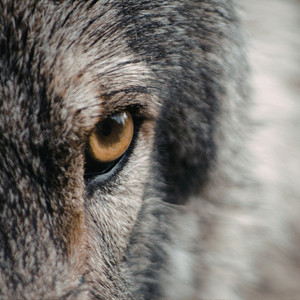 Wolf Eyes