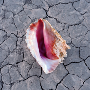 Écouter "Tyson vs Douglas" de The Killers