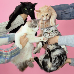 猫とアレルギー Neko to Allergy (Clear Pink Vinyl)