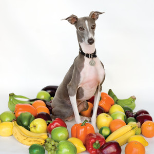 SHELLAC - Excellent Italian Greyhound LP