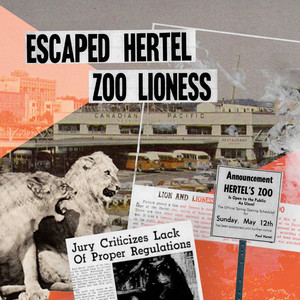 The Legendary Case of Nanaimo Zoo's Escaped Lion cover