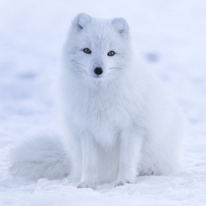極寒を生き抜くホッキョクギツネ(Arctic Fox)の生態を学ぶ | 冬の