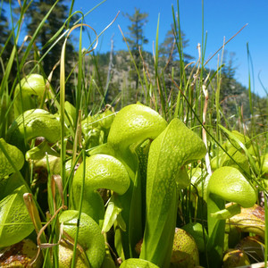 coconut liners for plants Transform Your Hanging Garden with Coconut Liners