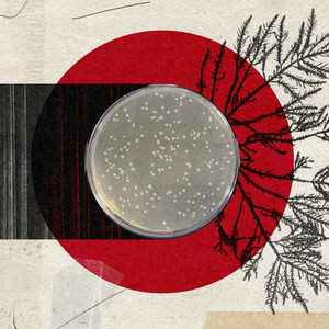 The Origins of Agar