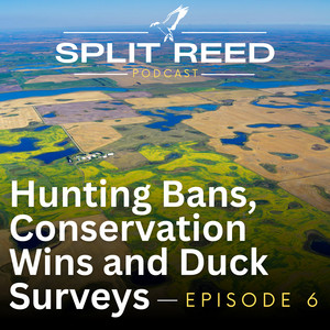 Ep. 6 Hunting Bans, Conservation Wins and Duck Surveys