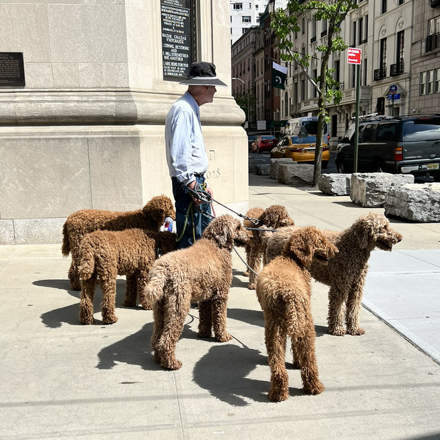 a central park afternoon stroll  cover
