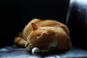 Indie relaxed ALTERNATIVE Spotify playlist cover art