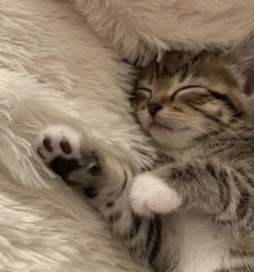 Cat Dreams Piano Songs Spotify playlist cover art