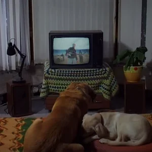 Imagem de King Krule