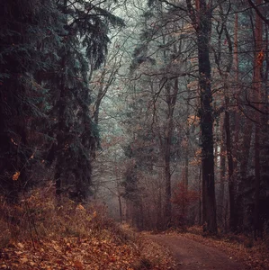 acoustic autumn Spotify playlist cover art