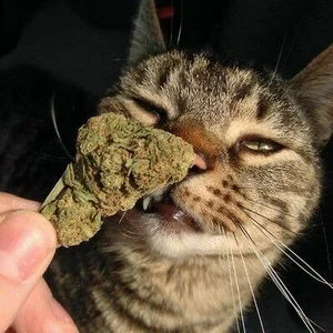 🍃ZOOTED🍃