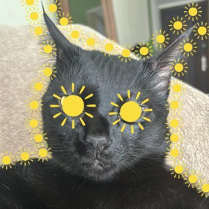 MPB ☀️ pra ser feliz playlist cover