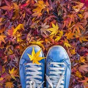 fall vibes 2026 🍂 playlist cover