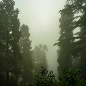 Calming Music with nature Sounds 🌿| Maximum Relaxation Spotify playlist cover art