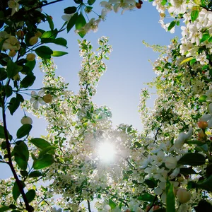 Late Night Tales of Spring playlist cover