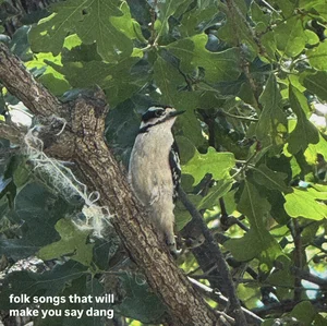 folk songs that will make you say dang cover