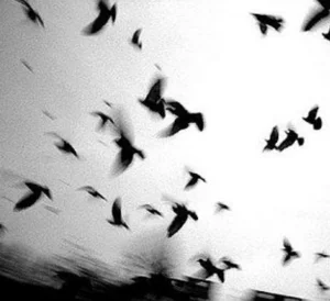 the raven cycle  playlist cover
