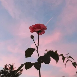 soft songs for sleep Spotify playlist cover art