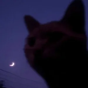 sleeping music 🐱 playlist cover