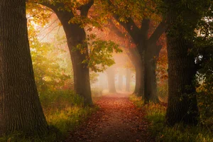 Autumn Rain Ambient🍂  Autumn Playlist Submission