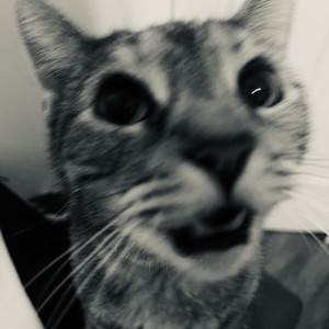 fuqati