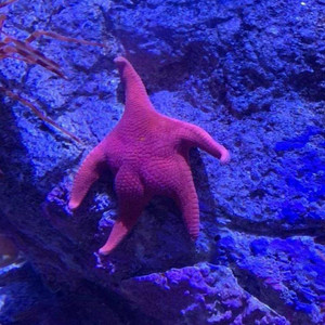 Robs Radio — cover art