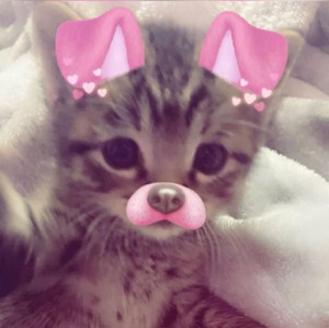 miaoo