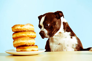 Appetizing New Alt Rock  cover