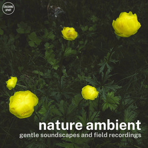 nature ambient - gentle soundscapes and field recordings Spotify playlist cover art