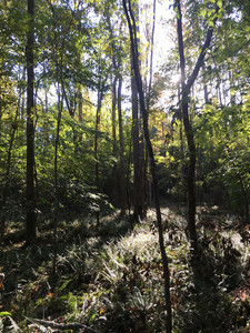 a walk through the woods - ambient nature cover