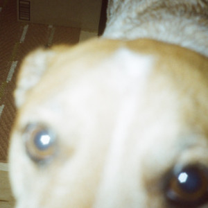 DOGWATER 2 cover