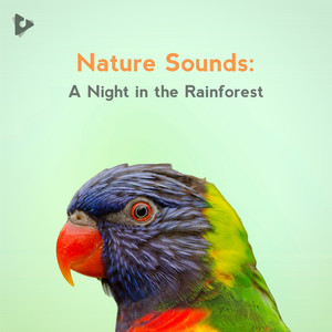 Nature Sounds: A Night in the Rainforest
