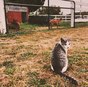 intro to midwest emo playlist cover