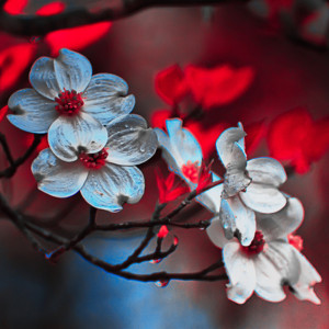 Dogwoods