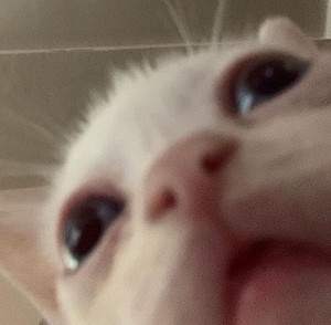 hypermeow