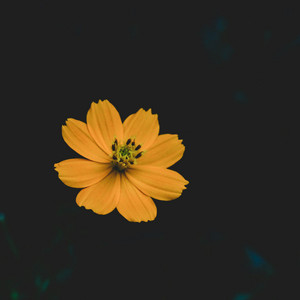 Pollen Radio - playlist by pln | Spotify
