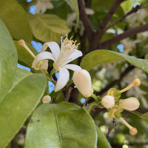 Azahar—Recuerdos de Andalucía — cover art
