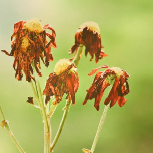utterly devastating indie fall folk songs for the end of summer cover