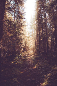 Folk-Hop 🌻 acoustic lofi • nature beats • lofi folk