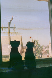 Music To Play While Your Pets Nap