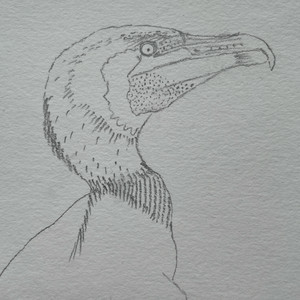 Bird Song #1 (This Bird Has Flown)